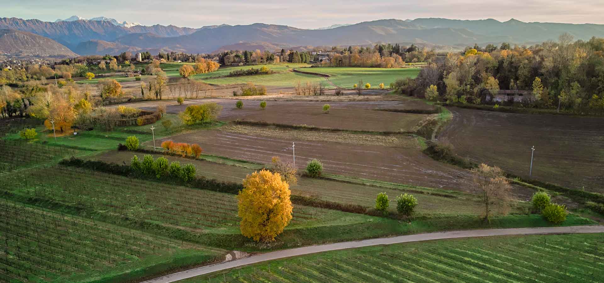 storia vino friulano